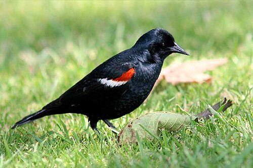 tricolored blackbird